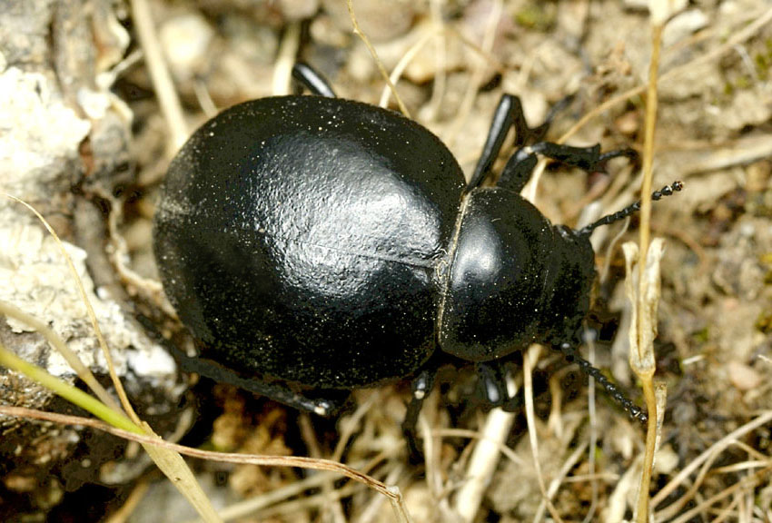 Tenebrionidae da ID